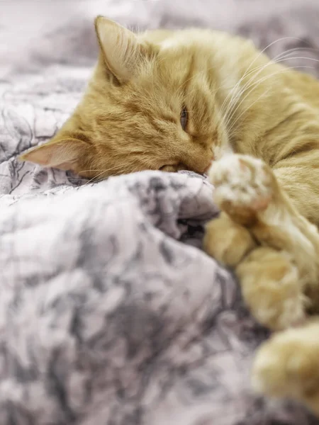 Lindo Gato Jengibre Duerme Manta Rosa Fluffy Mascota Tiene Una — Foto de Stock