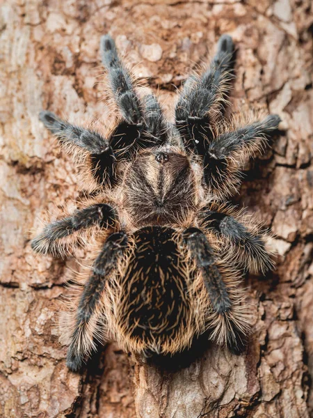 Vue Dessus Sur Araignée Tarentule Femelle Arachnida Poilu Sur Écorce — Photo