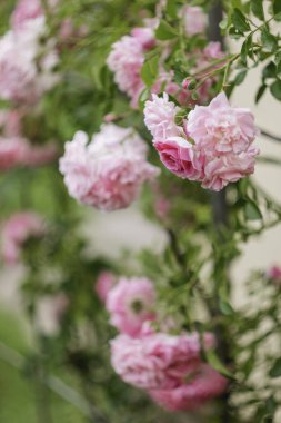 Gün batımında güzel pembe sarmaşık gülleri. Bahçede çiçek açan bir bitki. Doğada güzellik.