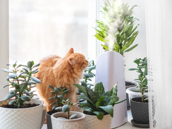 観葉植物の間の超音波加湿器 窓辺に多肉植物の花のポットの間で生姜猫 水蒸気は自宅の乾燥した空気を潤します 快適な雰囲気のための電気機器 — ストック写真