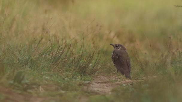 Tordo de canção ou Turdus philomelos está no caminho no campo. Pequeno pássaro marrom entre grama amarela do outono. Temporada de outono. — Vídeo de Stock