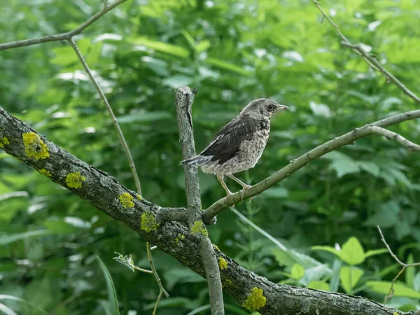 Une Petite Grive Perche Sur Une Branche Arbre Petit Oiseau — Photo