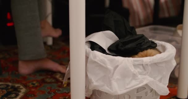 Gato de gengibre bonito senta-se dentro da lixeira. Animal de estimação fofo tem uma soneca na cesta de lixo entre o lixo. — Vídeo de Stock