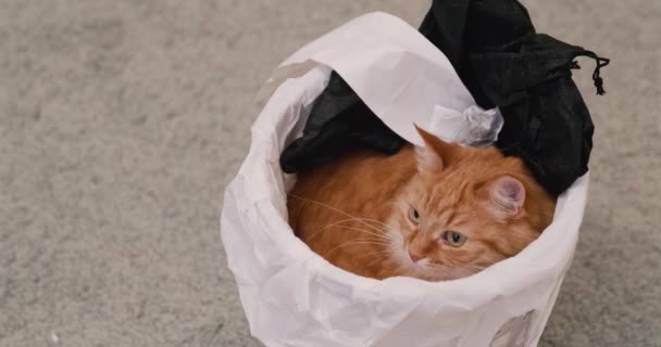 Gato de gengibre bonito senta-se dentro da lixeira. Animal de estimação fofo tem uma soneca na cesta de lixo entre o lixo. — Vídeo de Stock