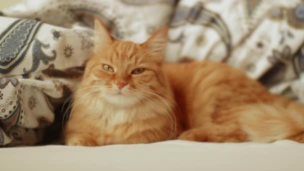 Niedliche Ingwerkatze liegt im Bett. Flauschiges Haustier entspannt bequem auf gemusterter Bettwäsche. — Stockvideo