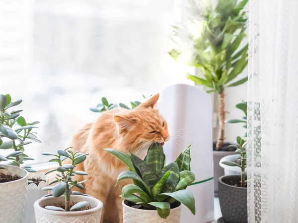 観葉植物の間の超音波加湿器 生姜猫は窓辺に多肉植物の葉を噛む 水蒸気は自宅の乾燥した空気を潤します 快適な雰囲気のための電気機器 — ストック写真