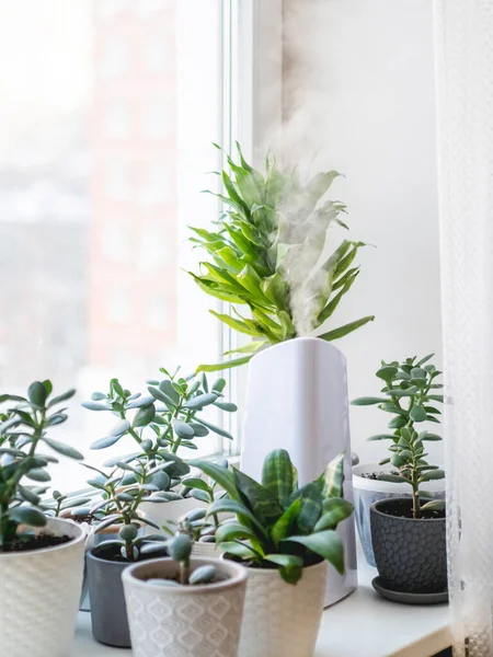 Ultrasonic Humidifier Houseplants Flower Pots Succulent Plants Windowsill Water Steam — Stock Photo, Image