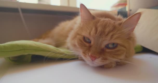 Милий імбирний кіт лежить на зеленій подушці на робочому місці власників домашніх тварин. Пухнаста тварина має серветку з відкритими очима в домашньому офісі . — стокове відео