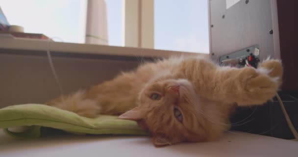 Милий імбирний кіт лежить на зеленій подушці на робочому місці власників домашніх тварин. Пухнаста тварина має серветку з відкритими очима в домашньому офісі . — стокове відео