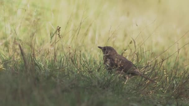 Tordo de la canción o Turdus philomelos se encuentra en el camino en el campo. Pequeño pájaro marrón entre hierba amarilla de otoño. Temporada de otoño. — Vídeos de Stock