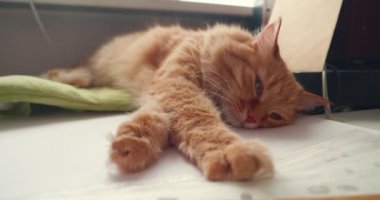 Şirin kızıl kedi, evcil hayvan sahiplerinin işyerindeki yeşil yastığın üzerinde yatıyor. Kabarık tüylü evcil hayvan, ofis odasında gözleri açık uyukluyor..