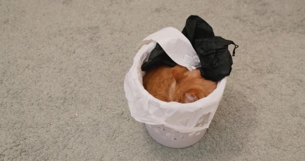 Lindo gato jengibre se sienta dentro de la papelera. Fluffy mascota tiene una siesta en la papelera entre la basura. — Vídeo de stock