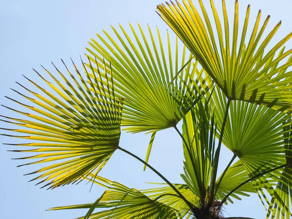 Sol Brilla Las Hojas Las Palmeras Árbol Tropical Con Follaje — Foto de Stock