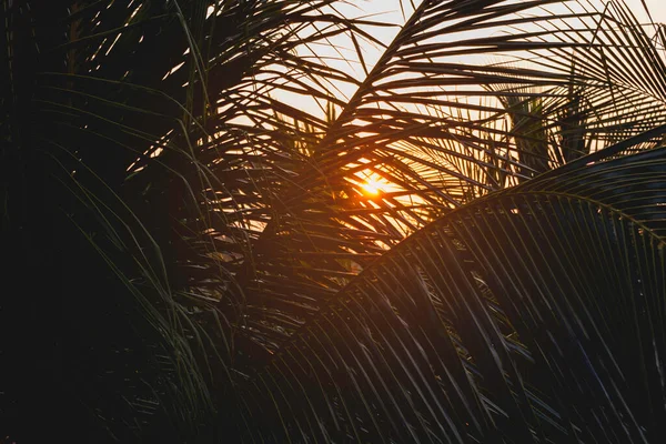 Slunce Svítí Listy Palem Tropický Strom Čerstvým Zeleným Listím Západ — Stock fotografie