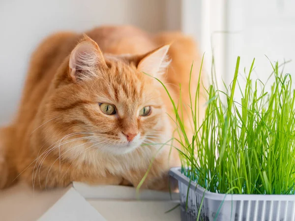 Nyfiken Ingefära Katt Sniffar Gräs Planterade För Det Fluffigt Husdjur — Stockfoto