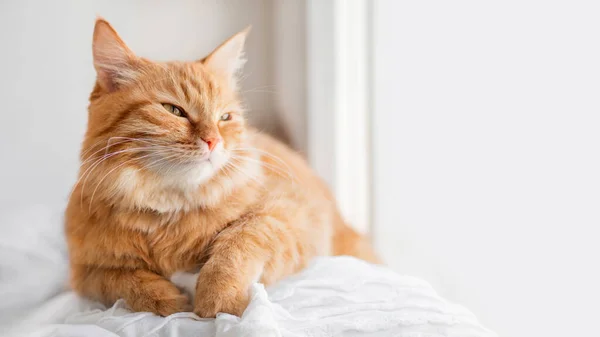 Calma Jengibre Gato Tiene Descanso Ventana Alféizar Fluffy Mascota Tiene — Foto de Stock