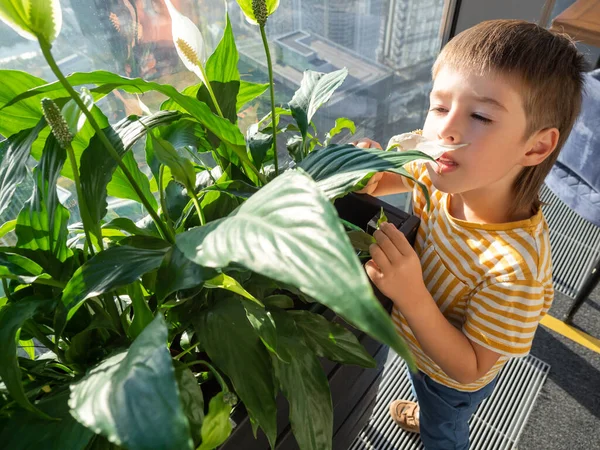 Любопытный Мальчик Нюхает Цветы Зантедескии Калла Арум Лили Горшечное Растение — стоковое фото
