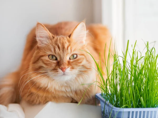 Nyfiken Ingefära Katt Sniffar Gräs Planterade För Det Fluffigt Husdjur — Stockfoto