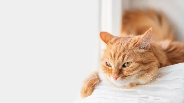 Meraklı Kızıl Kedi Pencere Pervazında Rahatlar Yumuşak Evcil Hayvan Rahat - Stok İmaj