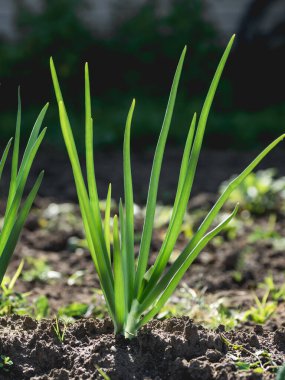 Açık alanda soğan. Yenilebilir yeşil yapraklar. Bahar ve yaz aylarında bahçıvanlık. Organik gıda yetiştiriyor..