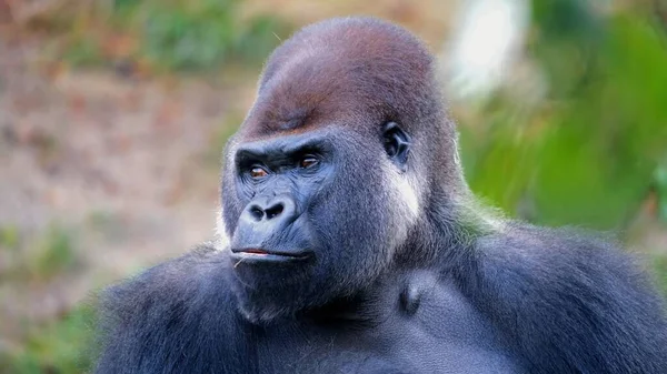 Enorme Gorila Preto Natureza — Fotografia de Stock