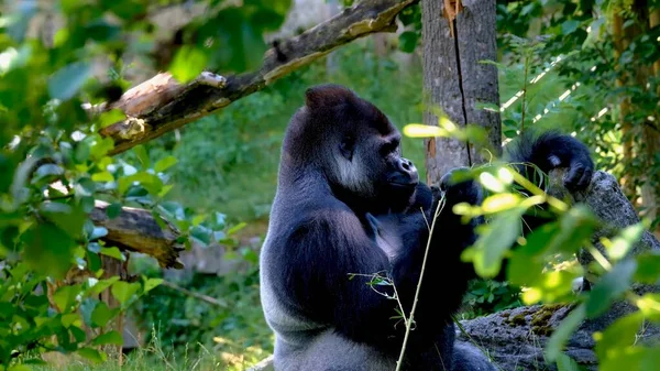 Riesiger Schwarzer Gorilla Freier Wildbahn — Stockfoto