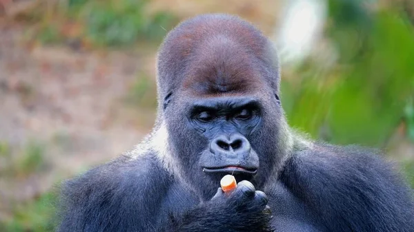 Enorme Zwarte Gorilla Het Wild — Stockfoto