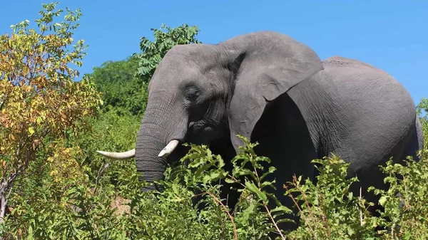 Дикая Природа Слон Естественной Среде Обитания — стоковое фото
