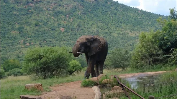 Wilde Natur Elefant Seinem Natürlichen Lebensraum — Stockfoto