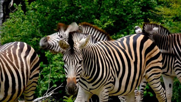 Wild nature. Zebras in natural habitat