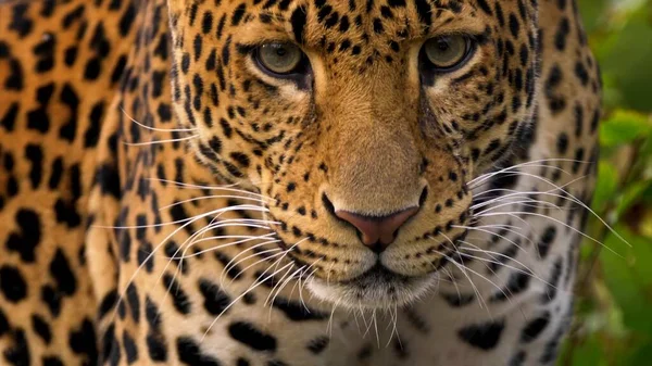 Nature Sauvage Guépards Dans Savane Repos Arrosage Gros Plan — Photo