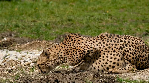 Dzika Natura Gepardy Sawannie Odpoczynek Podlewanie Zbliżenie — Zdjęcie stockowe