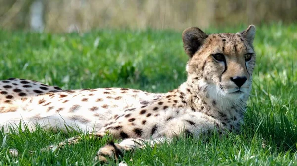 Natureza Selvagem Cheetahs Savana Descanso Rega Close — Fotografia de Stock