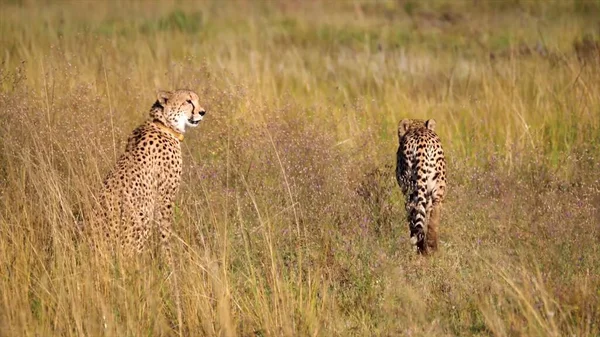 Divoká Příroda Gepardi Savaně Odpočinek Zalévání Detailní Záběr — Stock fotografie