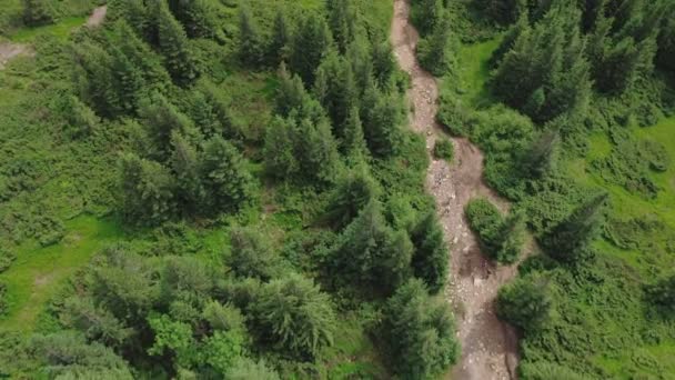 Aerial top view of a group of hikers with backpacks walking along a forest trail. — Wideo stockowe