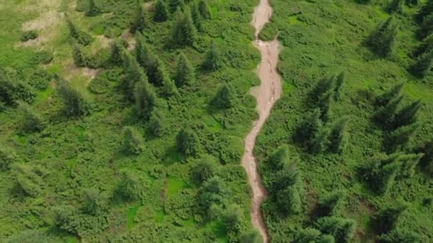 Una vista aérea de arriba hacia abajo de un sendero forestal entre abetos y vegetación. — Vídeo de stock