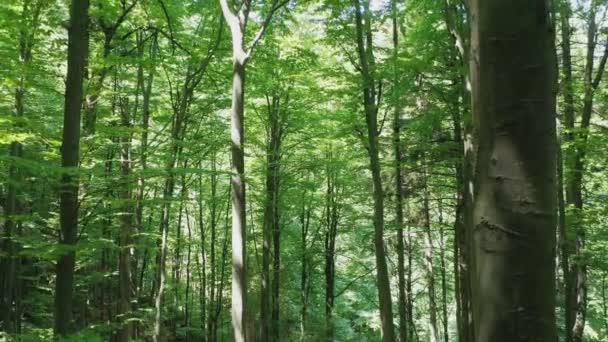 Aerial view of green deciduous trees in the wild forest illuminated by the shining rays of the sun. — Stockvideo