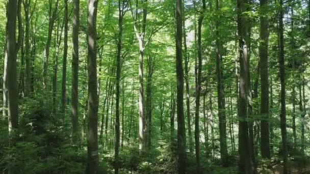 Árboles caducifolios verdes en el bosque salvaje iluminados por los rayos brillantes del sol en un día de verano. — Vídeos de Stock