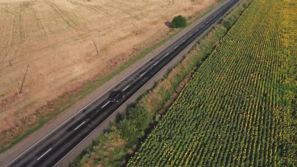 Luchtfoto van een zwarte auto die op een zonnige ochtend over een landweg langs een zonnebloemenveld rijdt. — Stockvideo