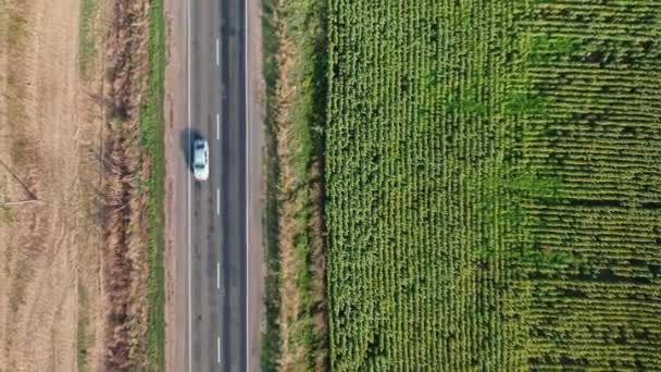 Vue aérienne du haut vers le bas d'une voiture conduisant le long d'une route le long d'un champ de tournesol un matin d'été. — Video