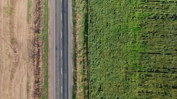 Une vue aérienne de haut en bas des voitures conduisant le long de l'autoroute le long d'un champ de tournesol un jour d'été. — Video