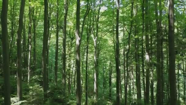 Aerial view flying up of green trees in the wild forest illuminated by the shining rays of the sun. — Stock Video