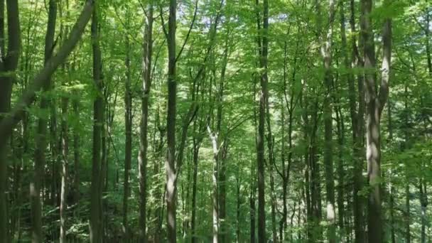 Luftbild, das von Bäumen im wilden Wald herunterfliegt, angestrahlt von den strahlenden Sonnenstrahlen. — Stockvideo