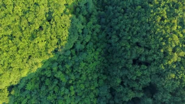 Вид зверху на зелений листяний ліс в літній день — стокове відео