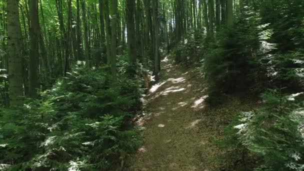 Vista aérea desde un dron de vuelo lento de un sendero a través de un bosque verde de hoja caduca en un día soleado. — Vídeos de Stock