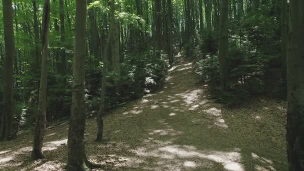 Vista aérea de un sendero entre árboles en un bosque salvaje, iluminado por los rayos brillantes del sol. — Vídeos de Stock