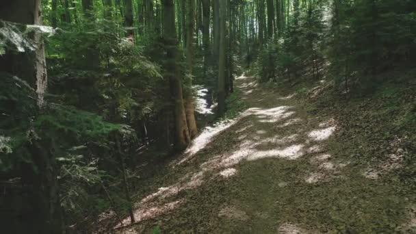 Vista aérea de un sendero entre árboles verdes en un bosque salvaje iluminado por vigas brillantes. — Vídeos de Stock