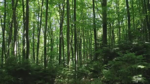 Hava ileri, güneşli bir yaz gününde yeşil yaprak döken bir ormanda sürünüyor.. — Stok video