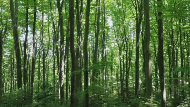 Luftaufnahme von grünen Laubbäumen im wilden Wald, beleuchtet von den leuchtenden Strahlen der Sonne. — Stockvideo