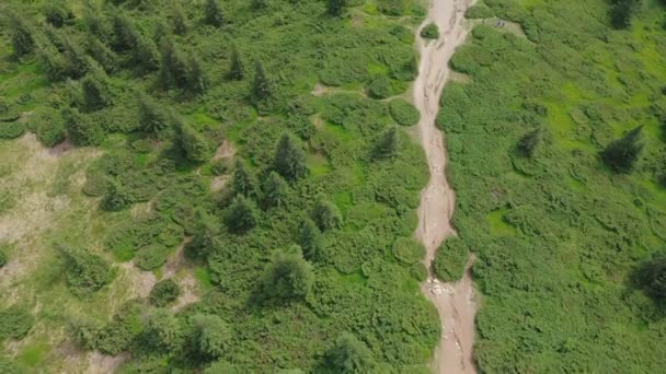 Uma vista aérea de cima para baixo de um caminho florestal entre abetos e um prado verde. — Vídeo de Stock